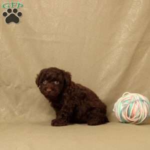 Hermit, Toy Poodle Puppy
